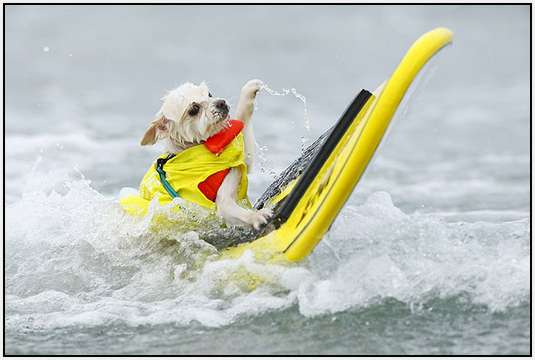 Surf-Dog-Surf-A-Thon-2
