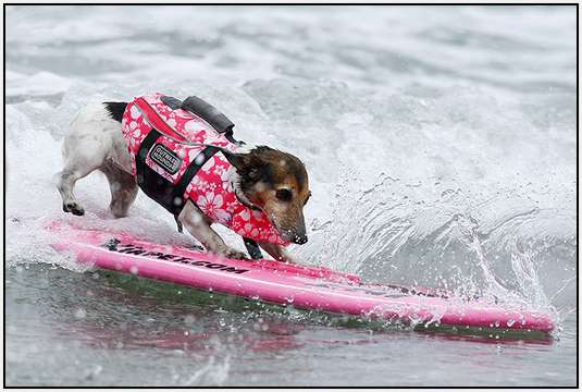 Surf-Dog-Surf-A-Thon-3