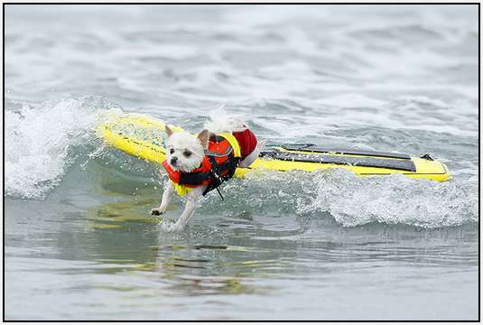 Surf-Dog-Surf-A-Thon-4