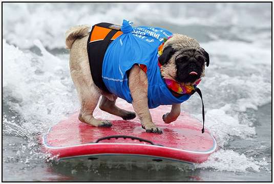 Surf-Dog-Surf-A-Thon-6