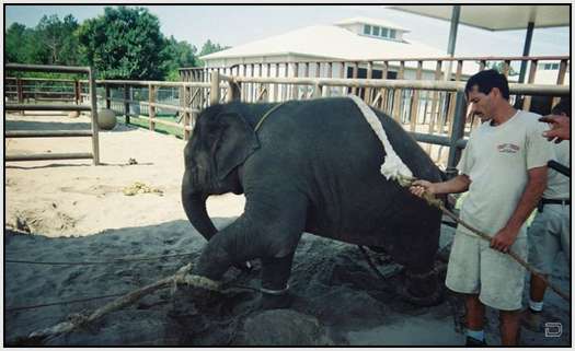 Training-Process-of-Young-Elephants-12