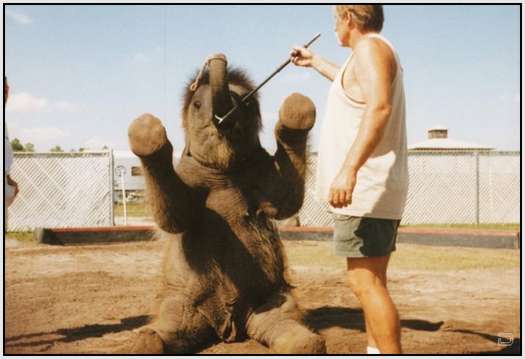 Training-Process-of-Young-Elephants-16