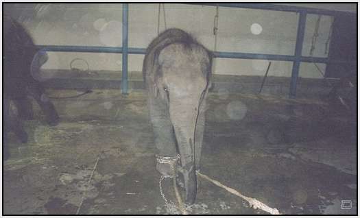 Training-Process-of-Young-Elephants-17