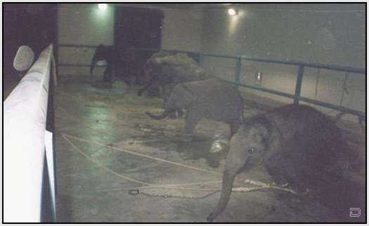 Training-Process-of-Young-Elephants-22