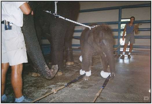 Training-Process-of-Young-Elephants-23