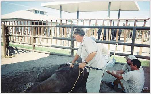 Training-Process-of-Young-Elephants-6