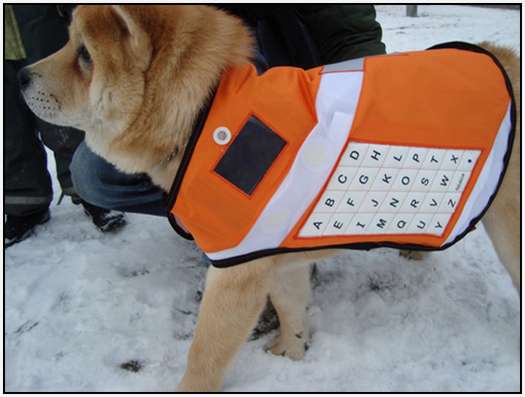 Messenger-Dog-4
