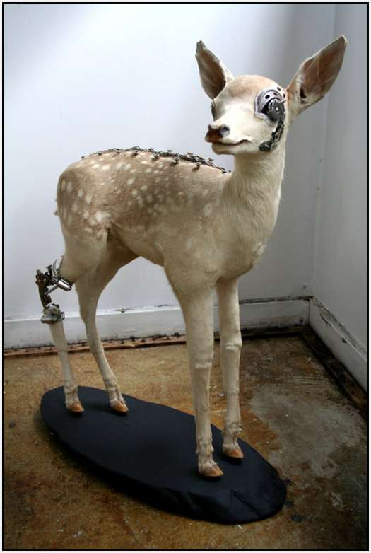 Steampunk-Taxidermy-by-Lisa-Black-11