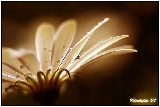 Flower-Photography-28