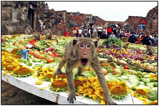 Monkey-Buffet-Festival-Bangkok-Thailand