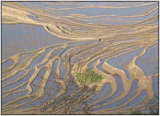 Architecture-of-Rice-Fields-11