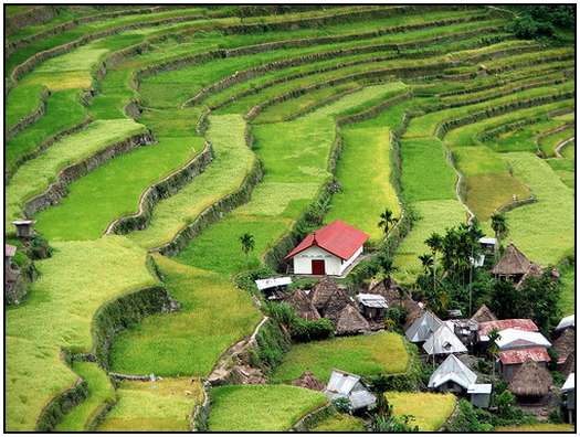 Architecture-of-Rice-Fields-12
