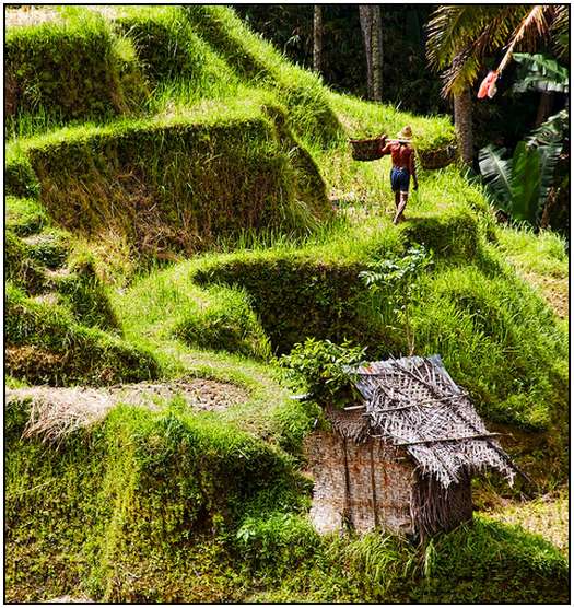 Architecture-of-Rice-Fields-21