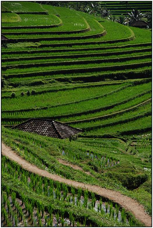 Architecture-of-Rice-Fields-22