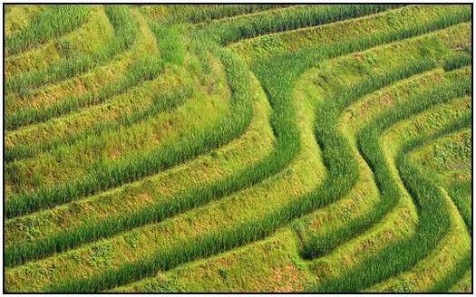 Architecture-of-Rice-Fields-3
