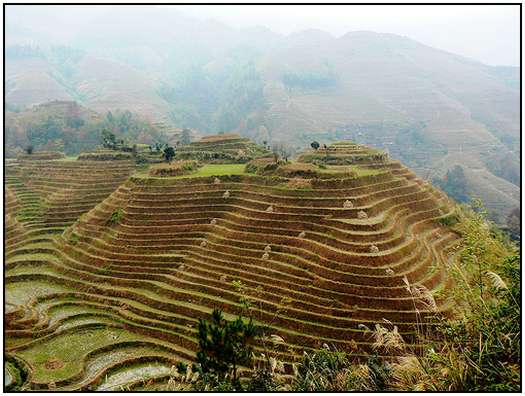 Architecture-of-Rice-Fields-6