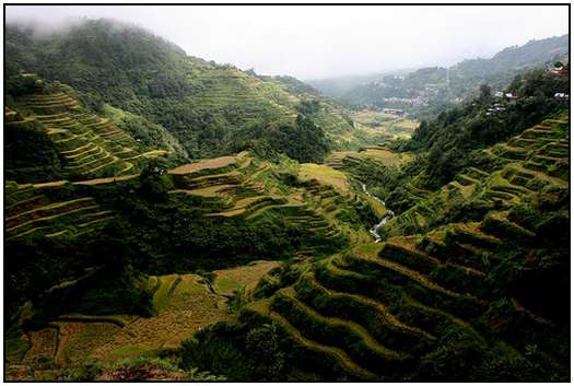 Architecture-of-Rice-Fields-7