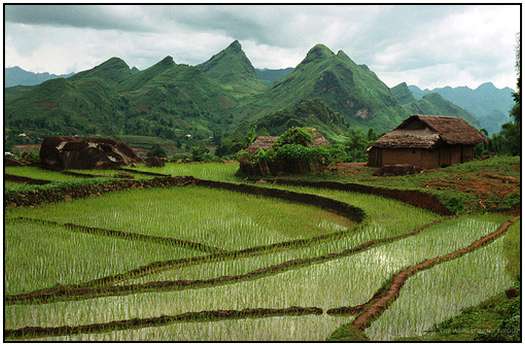 Architecture-of-Rice-Fields-9