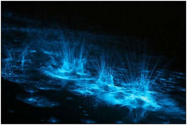 Bioluminescent-Lake-in-Australia-7