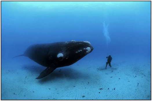 Beauty-of-Underwater-World-and-Wildlife-19