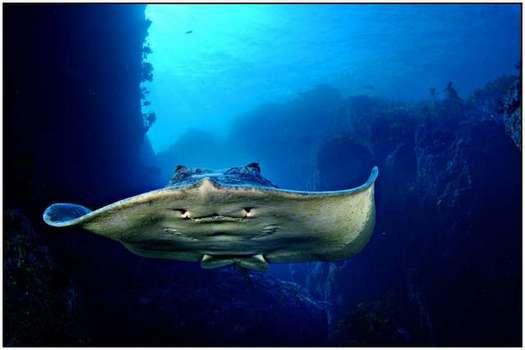 Beauty-of-Underwater-World-and-Wildlife-26
