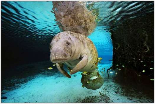 Beauty-of-Underwater-World-and-Wildlife-39