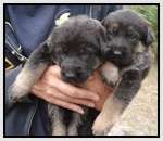 German-Shepherd-Puppies