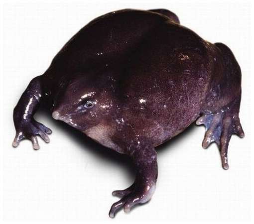 One-of-The-Rarest-Frogs-in-The-World-6