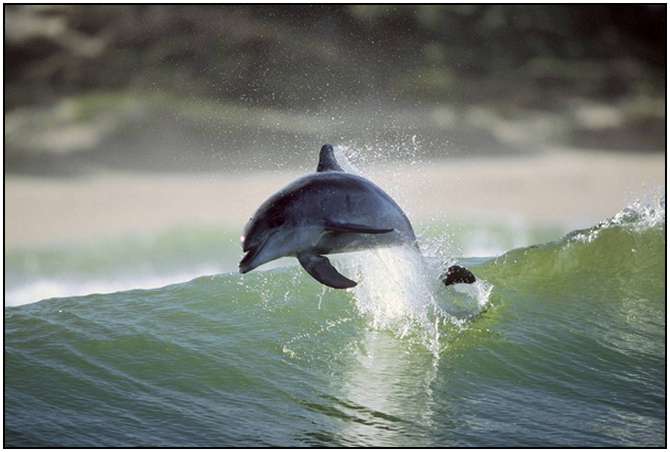 Photography-Of-Dolphins-1