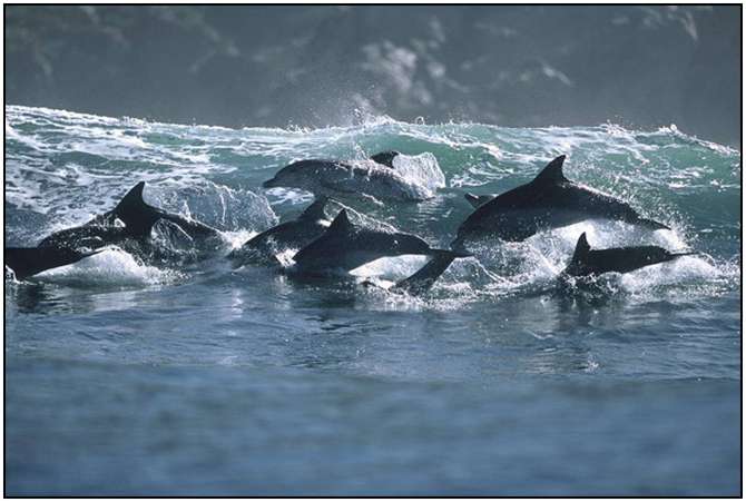 Photography-Of-Dolphins-12