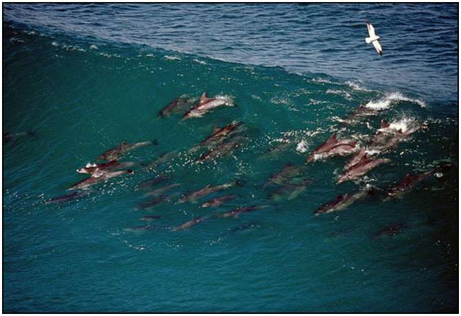Photography-Of-Dolphins-14