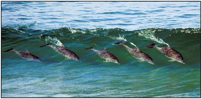 Photography-Of-Dolphins-16