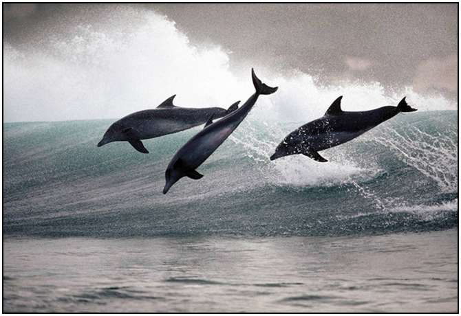 Photography-Of-Dolphins-17