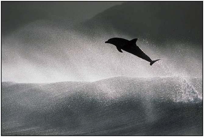 Photography-Of-Dolphins-2