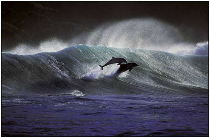 Photography-Of-Dolphins-3