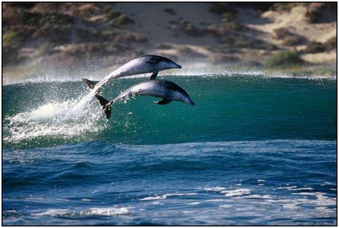 Photography-Of-Dolphins-4