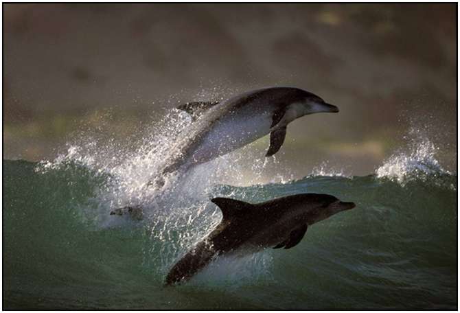 Photography-Of-Dolphins-5