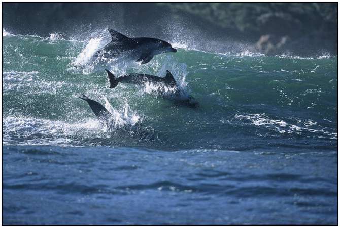 Photography-Of-Dolphins-6
