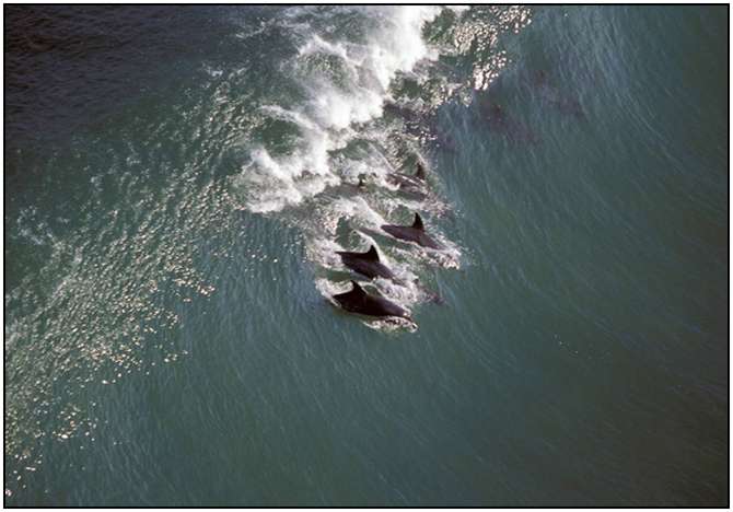 Photography-Of-Dolphins-7