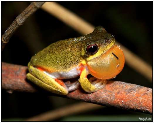 Photos-of-Frogs-12