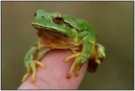 Photos-of-Frogs-15