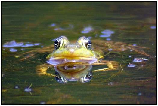 Photos-of-Frogs-17