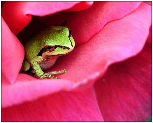 Photos-of-Frogs-8