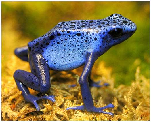 Photos-of-Frogs-9