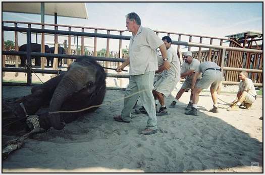 Training-Process-of-Young-Elephants-1