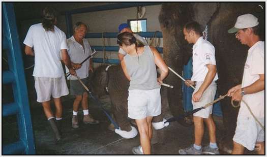 Training-Process-of-Young-Elephants-10