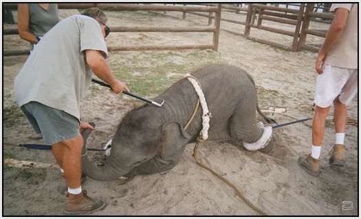 Training-Process-of-Young-Elephants-11