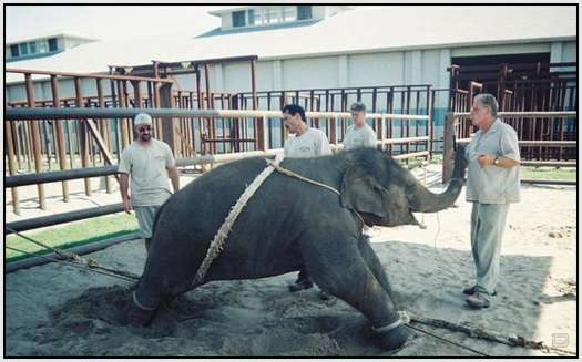 Training-Process-of-Young-Elephants-13
