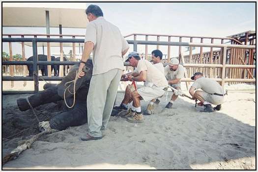 Training-Process-of-Young-Elephants-14