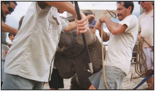 Training-Process-of-Young-Elephants-15